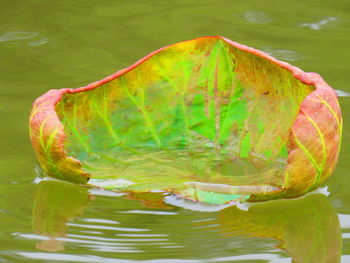 Close-up of fruit on plant