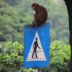 View of a monkey on wooden post