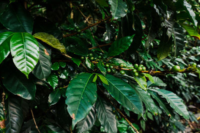 Full frame shot of fresh green leaves