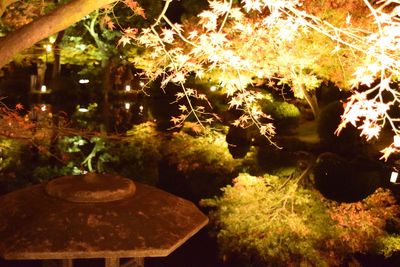 Plants growing on tree