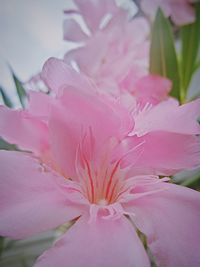 Close-up of pink flowers