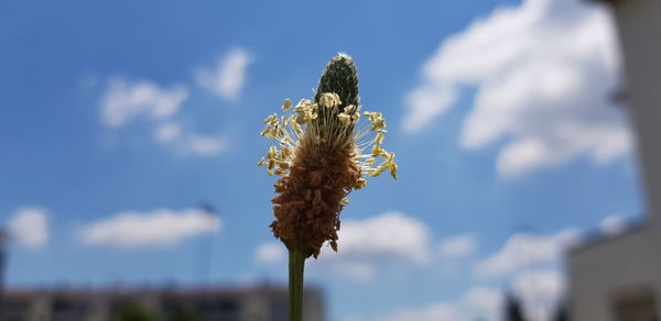 Close-up of wilted plant against sky