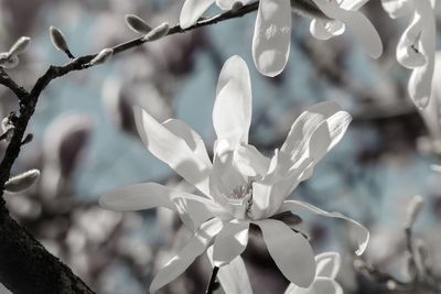 Close-up of white flowering plants in park