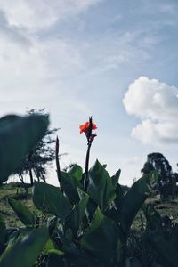 Close-up of red flowers against sky