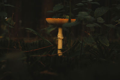 Close-up of mushroom growing on field
