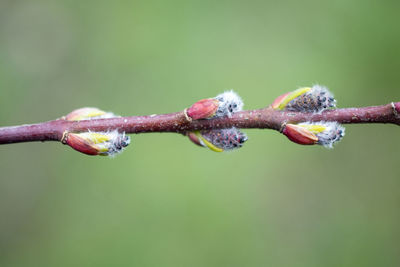 Close-up of flower buds growing outdoors