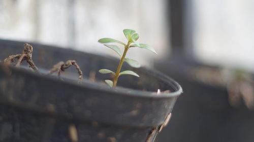 Close-up of potted plant