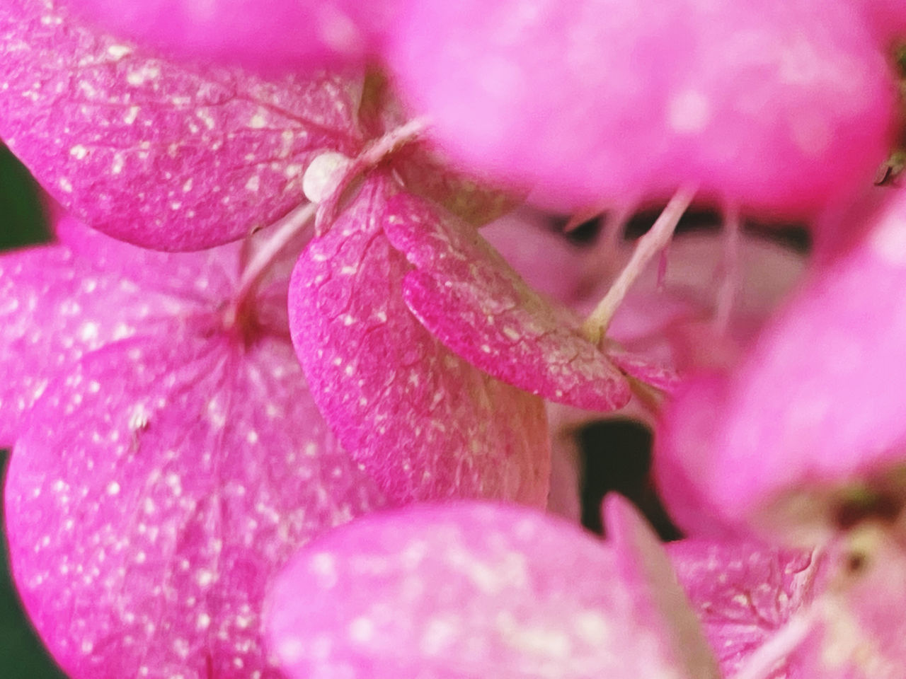 CLOSE-UP OF FRESH PINK FLOWER WITH PURPLE PETALS