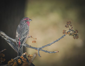 bird