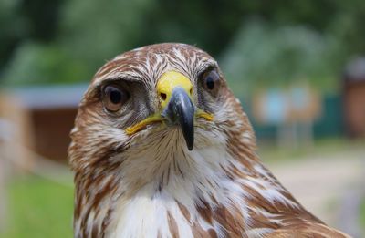 Close-up portrait of owl