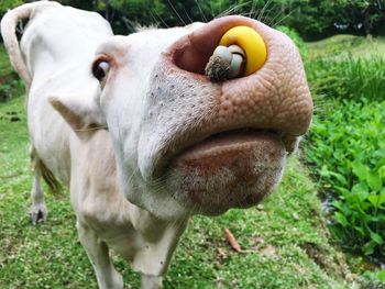 Close-up of cow on field