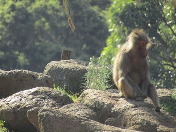 Monkeys sitting on rock against trees