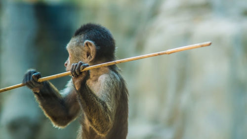 Close-up of monkey hanging on rope