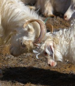 High angle view of white goats fighting outdoors