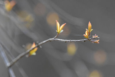 Close-up of plant on twig