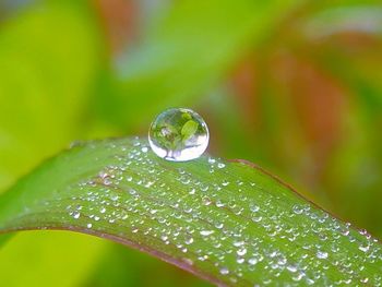 Close-up of raindrops on leaf