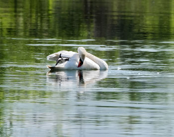 Swans swimming in lake