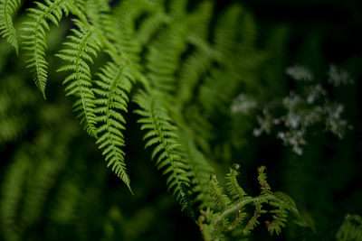 Close-up of fern leaves