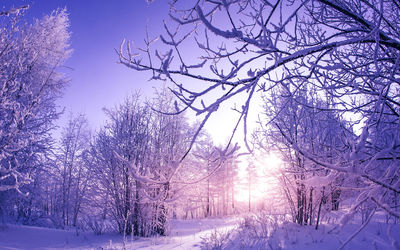 Snow covered landscape