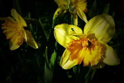 Close-up of yellow flowering plant in park