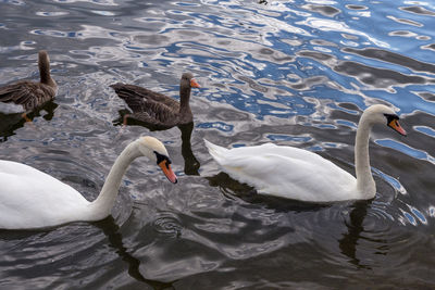 High angle view of swans swimming on lake