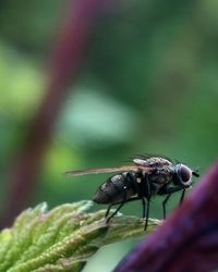 Close-up of insect on flower