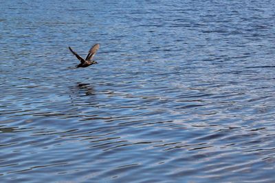 Swan swimming in sea