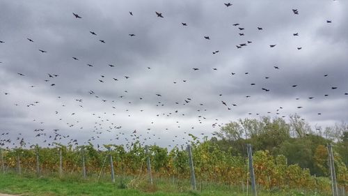 Flock of birds flying in sky