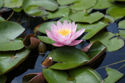 Close-up of lotus water lily in lake