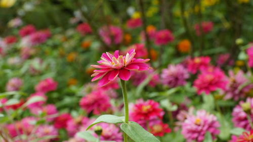 Close-up of pink flowers blooming in park