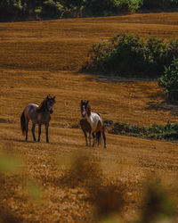 Horse standing on field