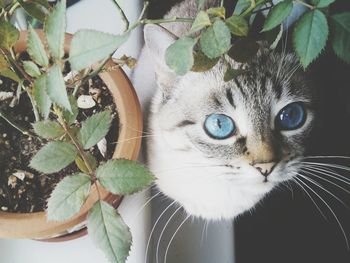 Close-up portrait of cat on plant