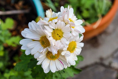 Close-up of white flowering chrysanthemum plant