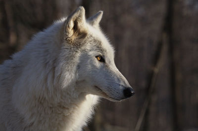 Side view of arctic wolf