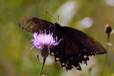 Close-up of butterfly pollinating on purple flower