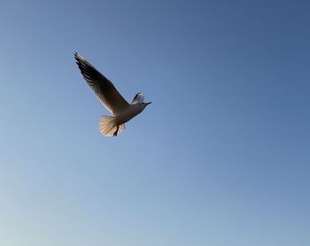 Low angle view of seagull flying in sky