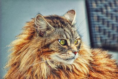 Close-up portrait of cat