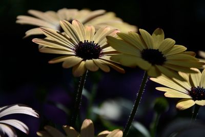 Close-up of fresh purple flowers blooming outdoors