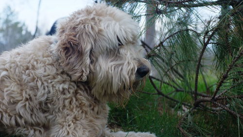 Close-up of a dog on ground