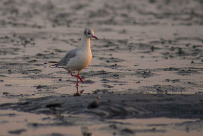 Seagull perching on a beach