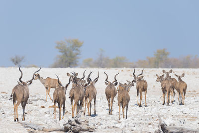 Greater kudus standing on landscape against clear sky