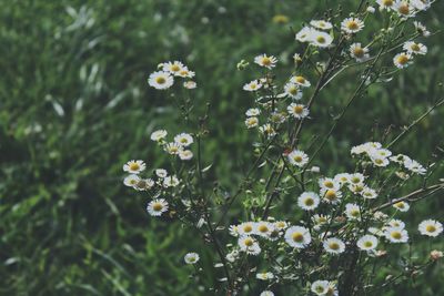 Close-up of white daisy flowers