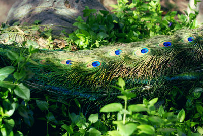 Close-up of peacock on plant