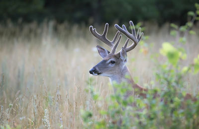 Deer in a field