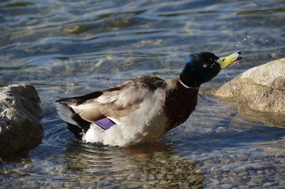 Close-up of duck in lake