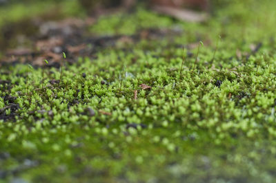 Close-up of moss growing on field