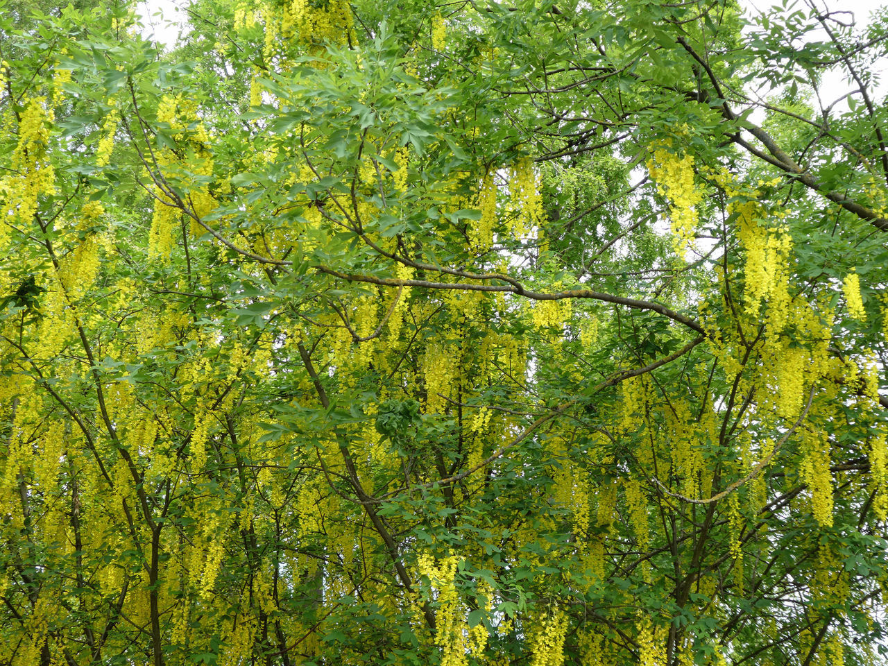 LOW ANGLE VIEW OF BAMBOO TREES