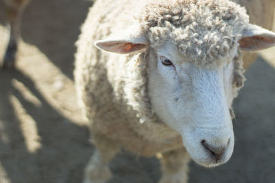 Close-up of sheep