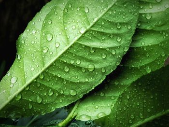 Close-up of wet leaves on rainy day