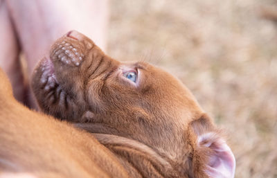 Close-up of dog